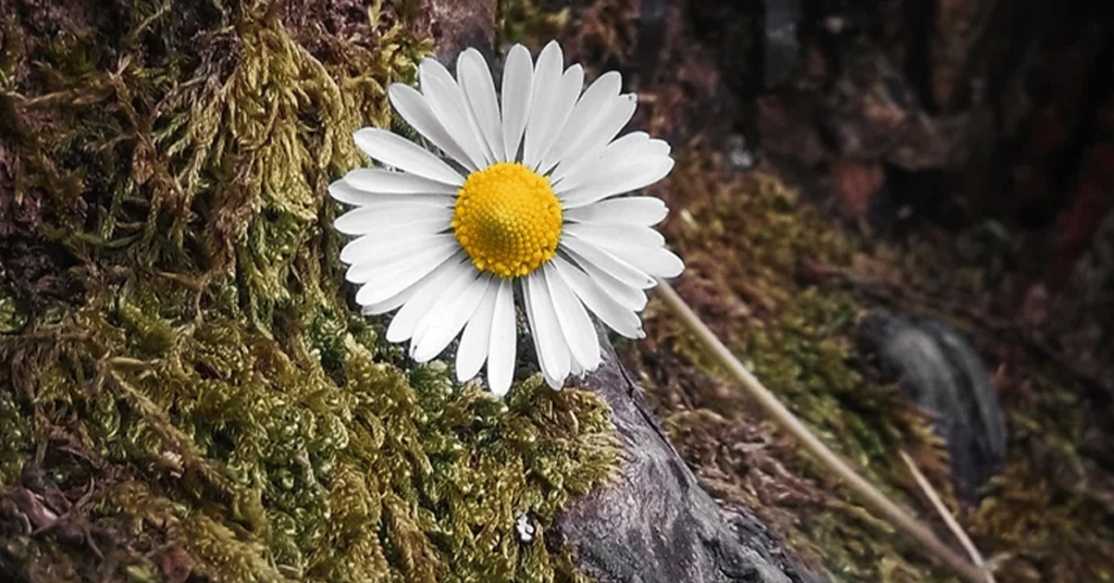 The History of Chamomile Featured Image