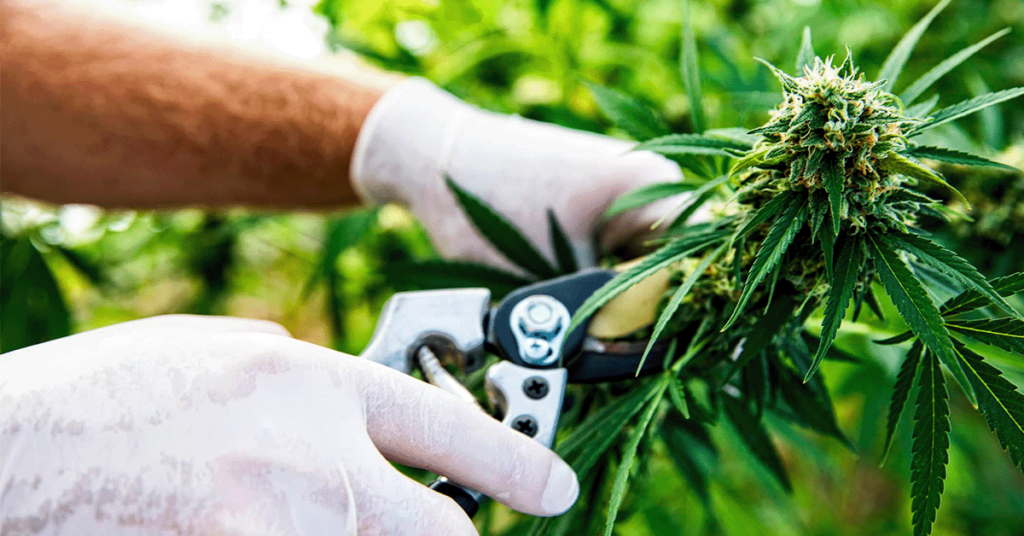 All About Harvesting your cannabis