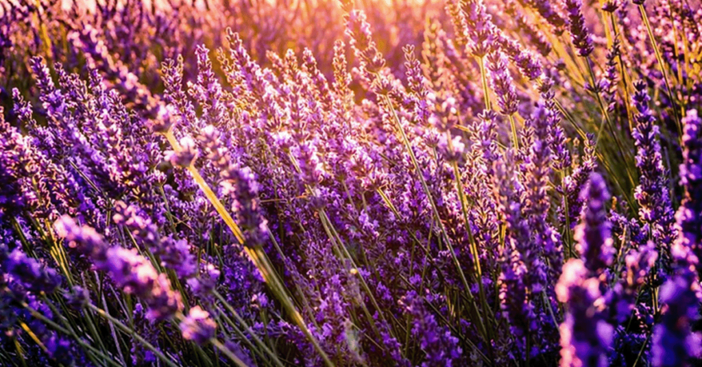 The past and future of cannabis herbal blends