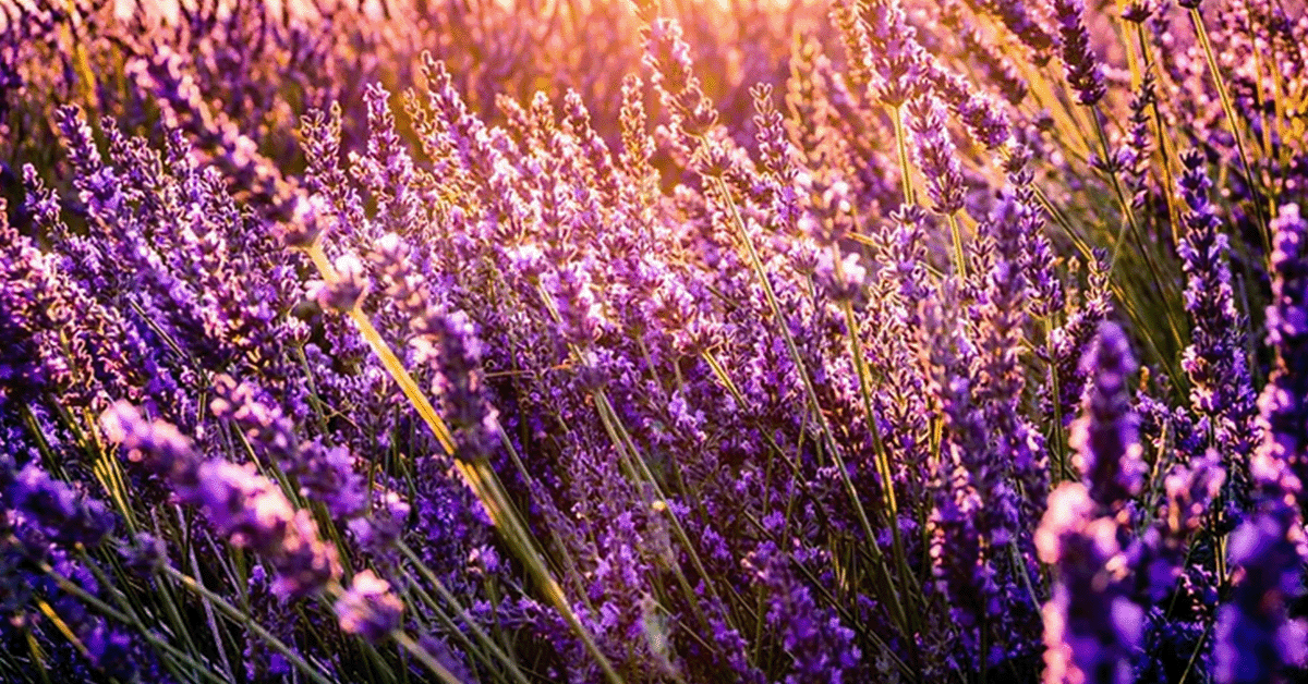 The past and future of cannabis herbal blends