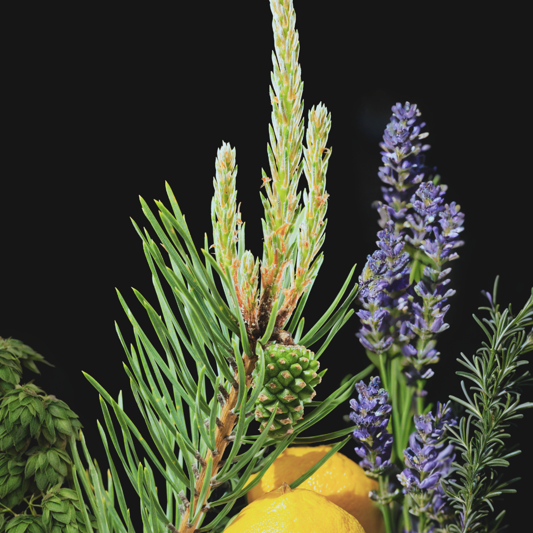 A-vibrant-close-up-shot of various plants and herbs: lavender, citrus, pine, needles, hops, & rosemary