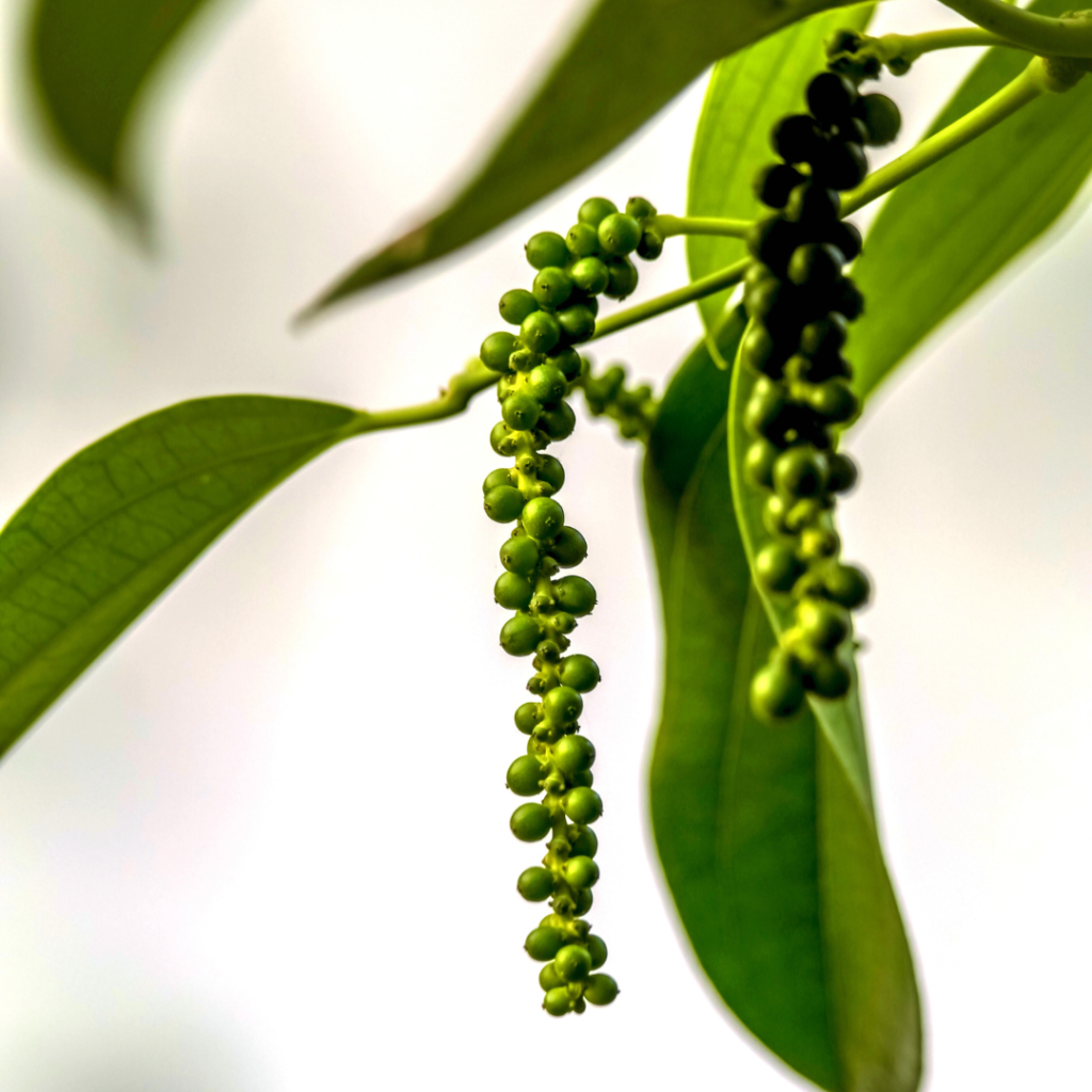 Black Pepper Tree